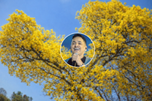 ‘Ay hombe’ vuelve a sonar en Valledupar: los cañaguates florecidos reviven el clásico de Jorge Celedón